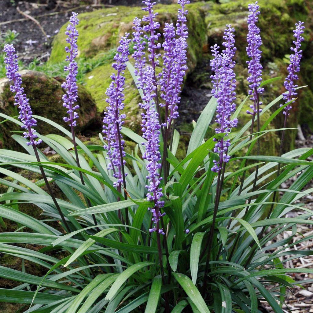 Liriope Muscari (Lily Turf)