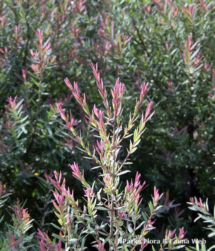Melaleuca linariifolia ‘Claret Tops’ (Claret Tops Honey Myrtle)