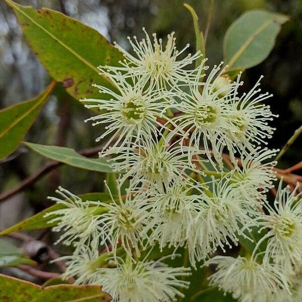 Corymbia gummifera (Red Bloodwood)
