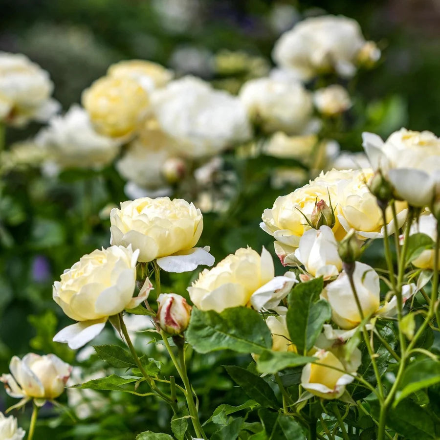 Rosa 'Vanessa Bell' (Vanessa Bell Rose)