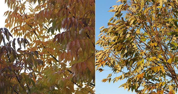Fraxinus Pennsylvanica ‘Urbdell’ (Urbanite Ash)