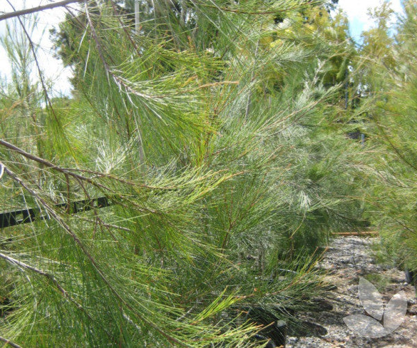 Allocasuarina Littoralis (Black Sheoak)