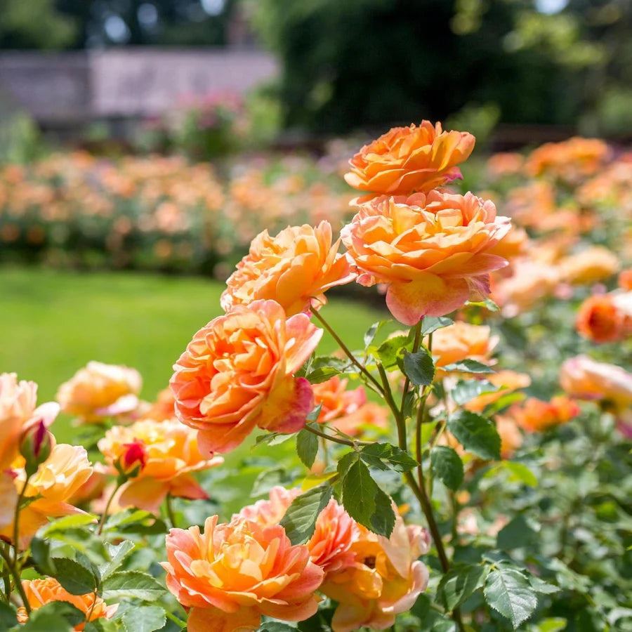 Rosa 'Lady of Shalott' (Lady of Shalott Rose)