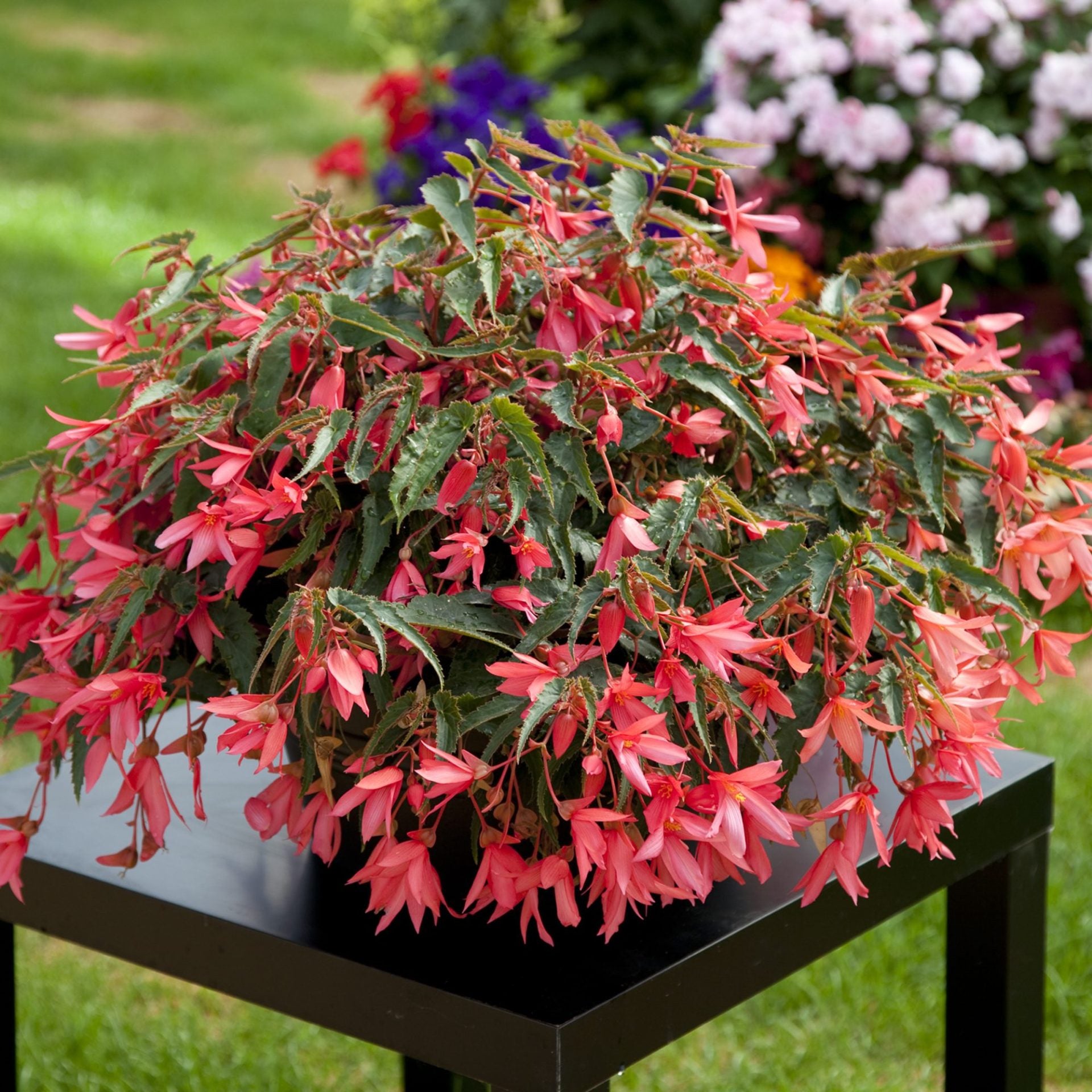 Begonia ‘Bossa Nova Rose’ (Begonia)