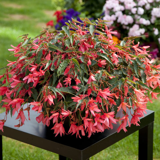Begonia ‘Bossa Nova Rose’ (Begonia)