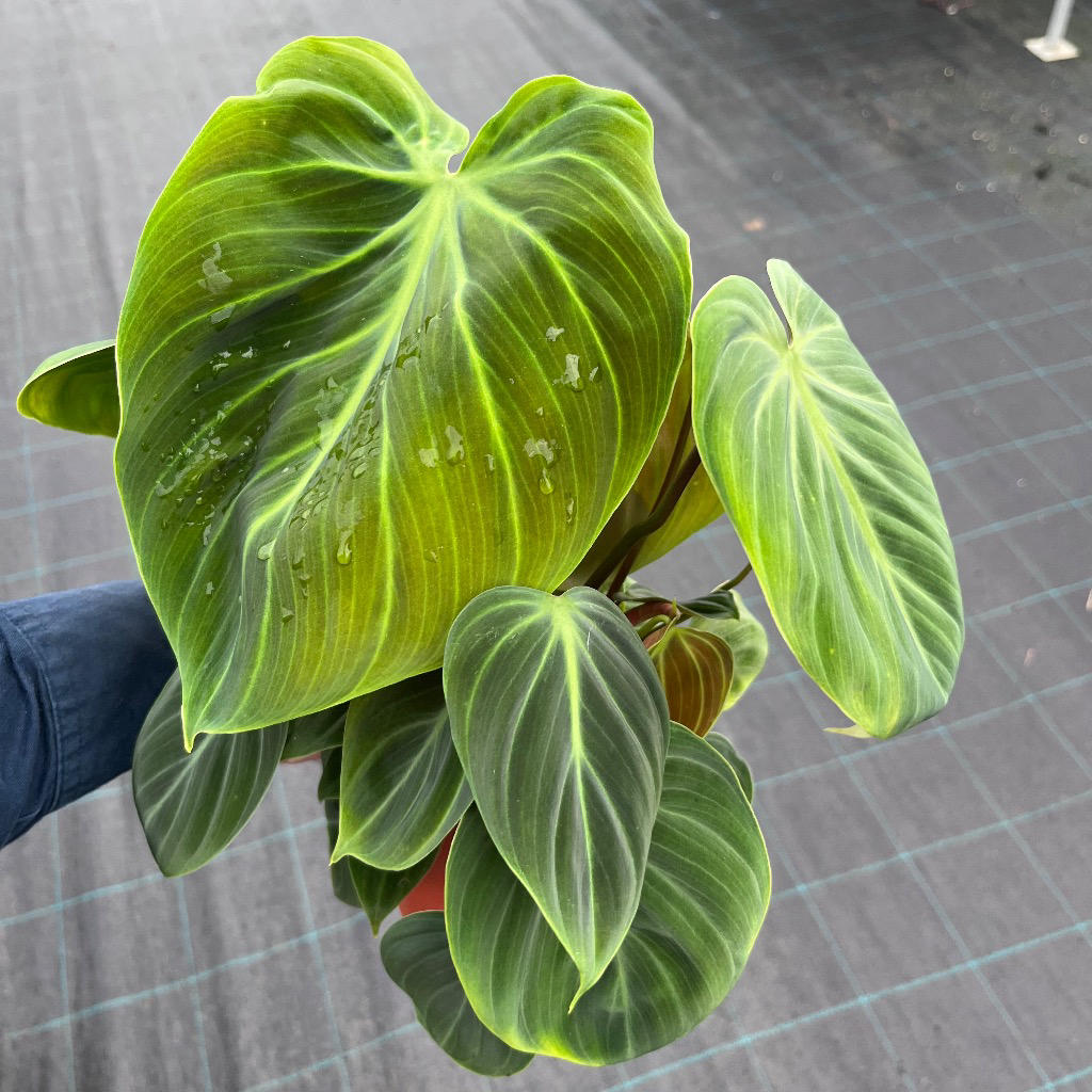 Philodendron ‘El Choco Red’ (Velvet Philodendron)