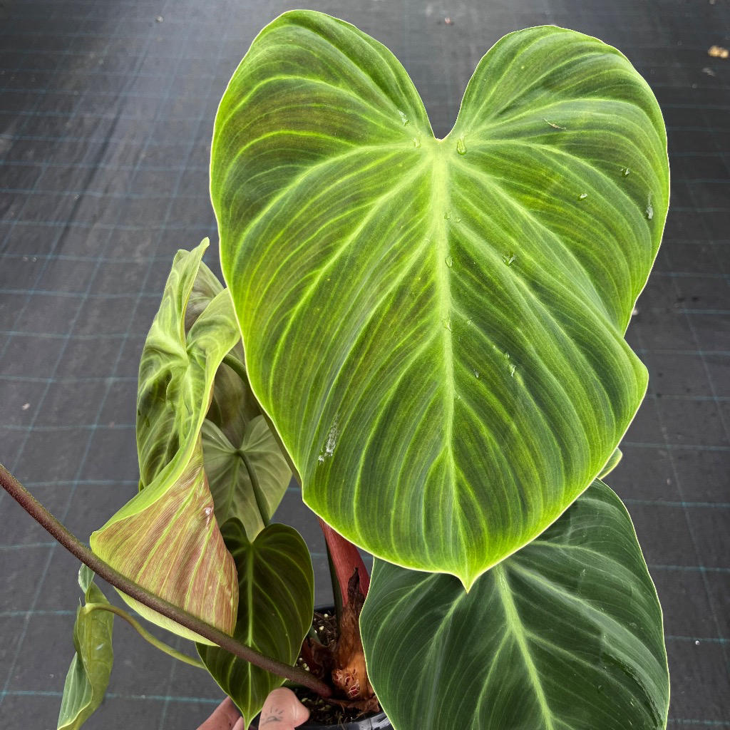 Philodendron ‘El Choco Red’ (Velvet Philodendron)