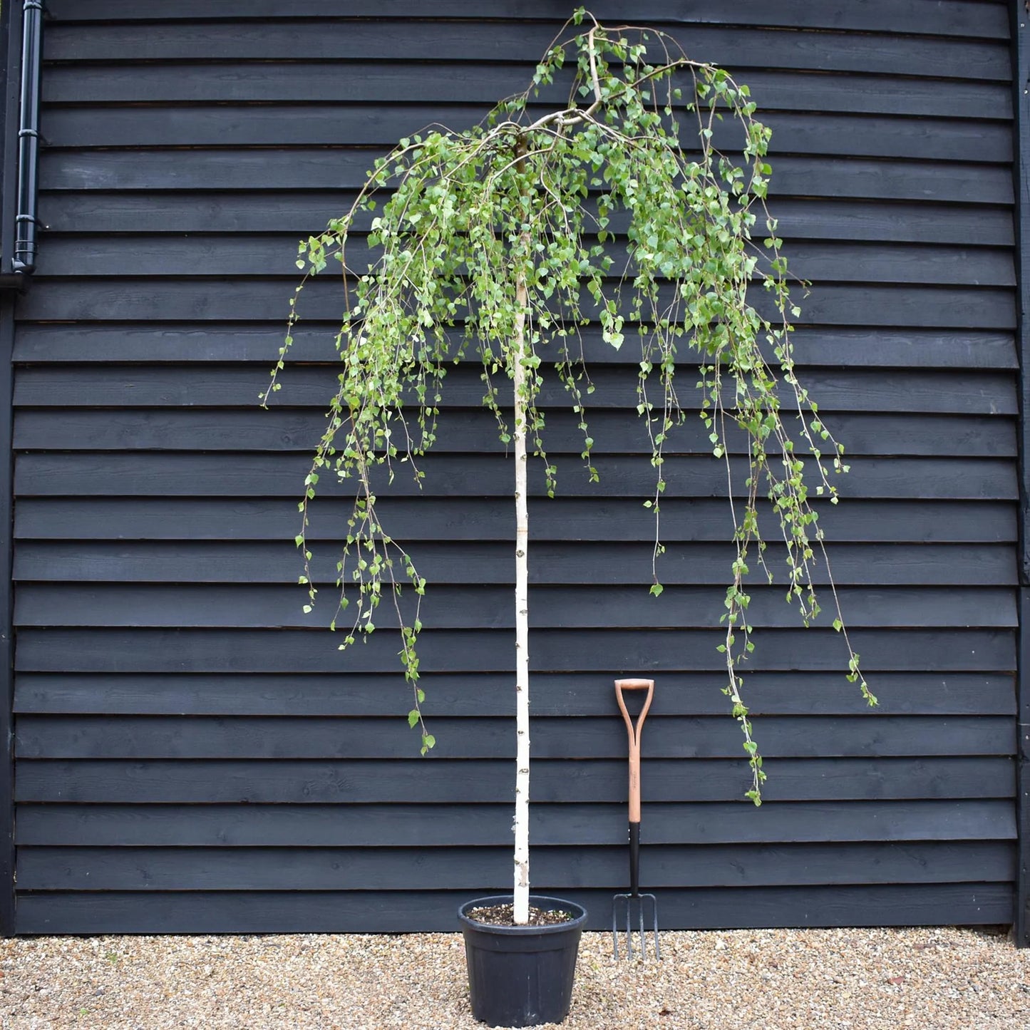 Betula pendula 'Youngii' (Young's Weeping Birch)