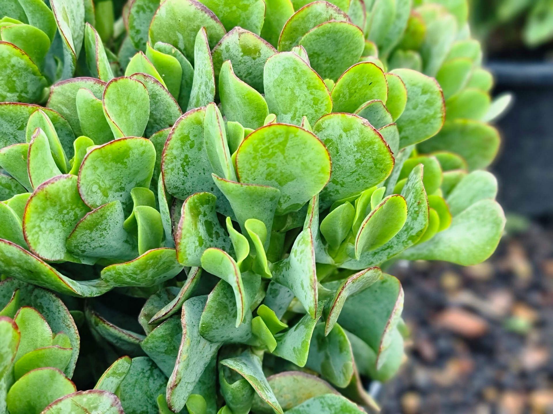 Crassula Ovata ‘Blue Bird’ (Blue Bird Jade Plant)