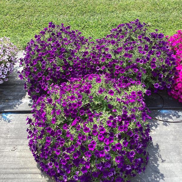 Petunia Hybrid ‘Supertunia Mini Vista Ultramarine’ (Supertunia Mini Vista Ultramarine Petunia)