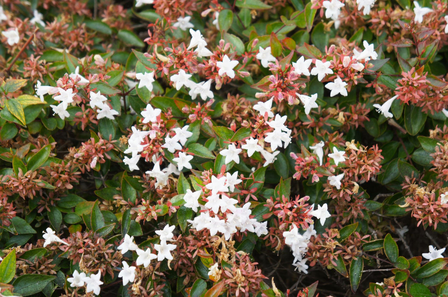 Abelia × Grandiflora (Glossy Abelia)