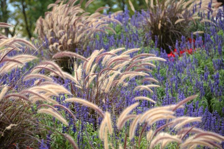 Pennisetum Setaceum ‘Red Riding Hood’ (Fountain Grass)