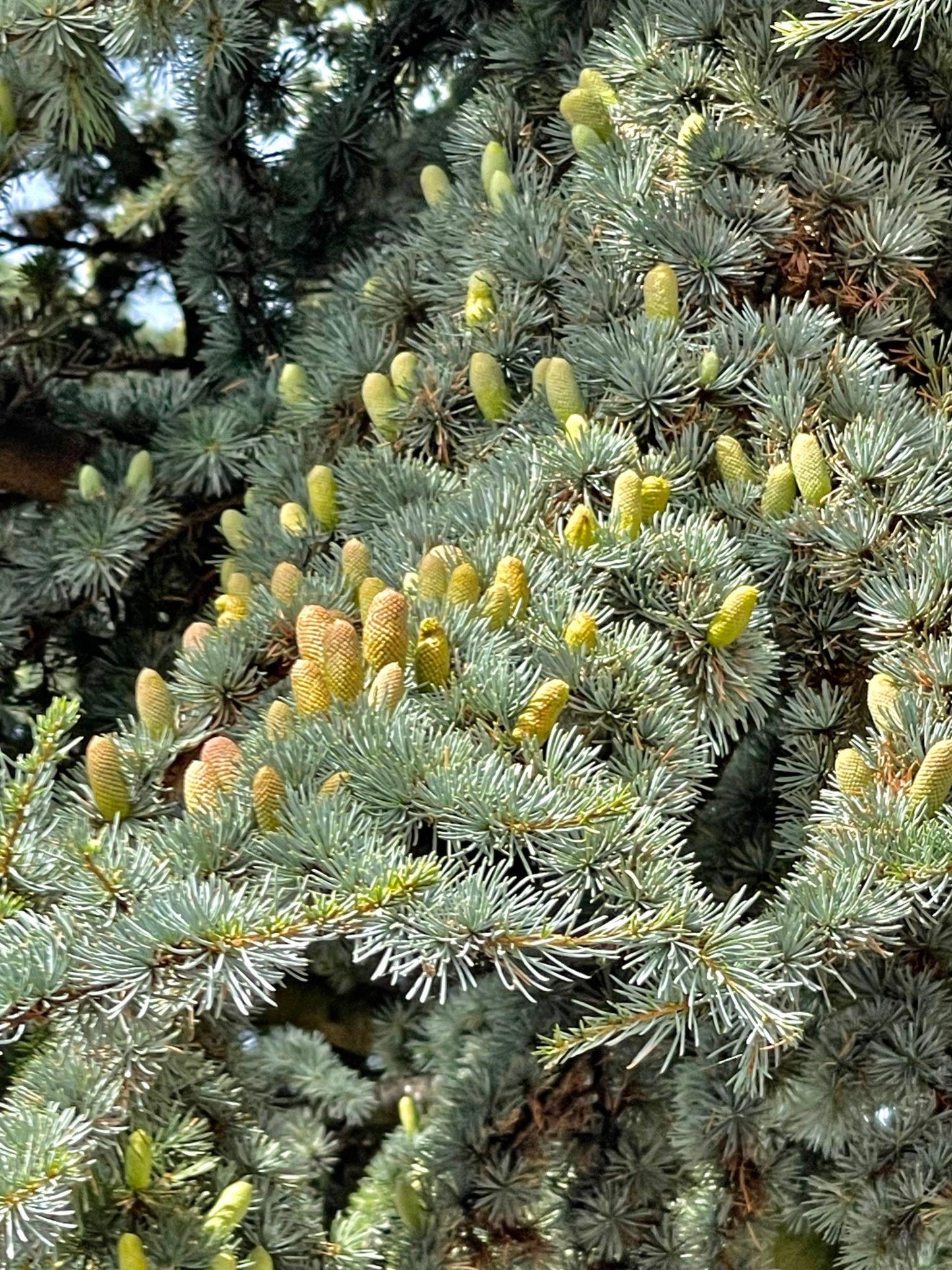 Cedrus Atlantica (Atlas Cedar)