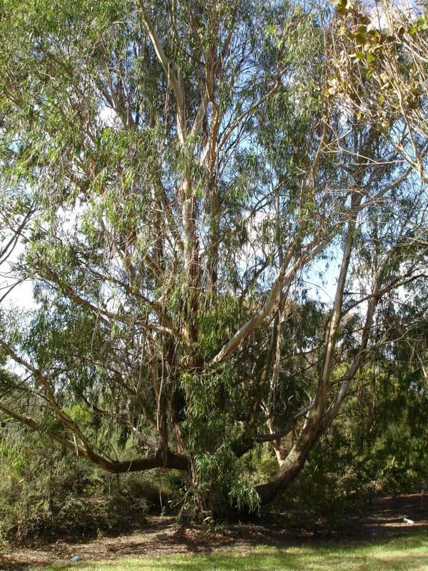 Eucalyptus Elata (River Peppermint)