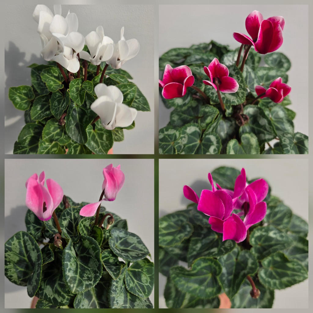 Cyclamen persicum Assorted Mix (Cyclamen Winfall® Mix)