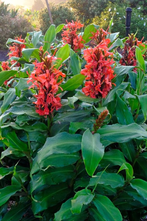 Hedychium Greenii (Green Ginger)