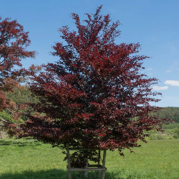 Fagus sylvatica 'Purpurea' (Purple Beech)