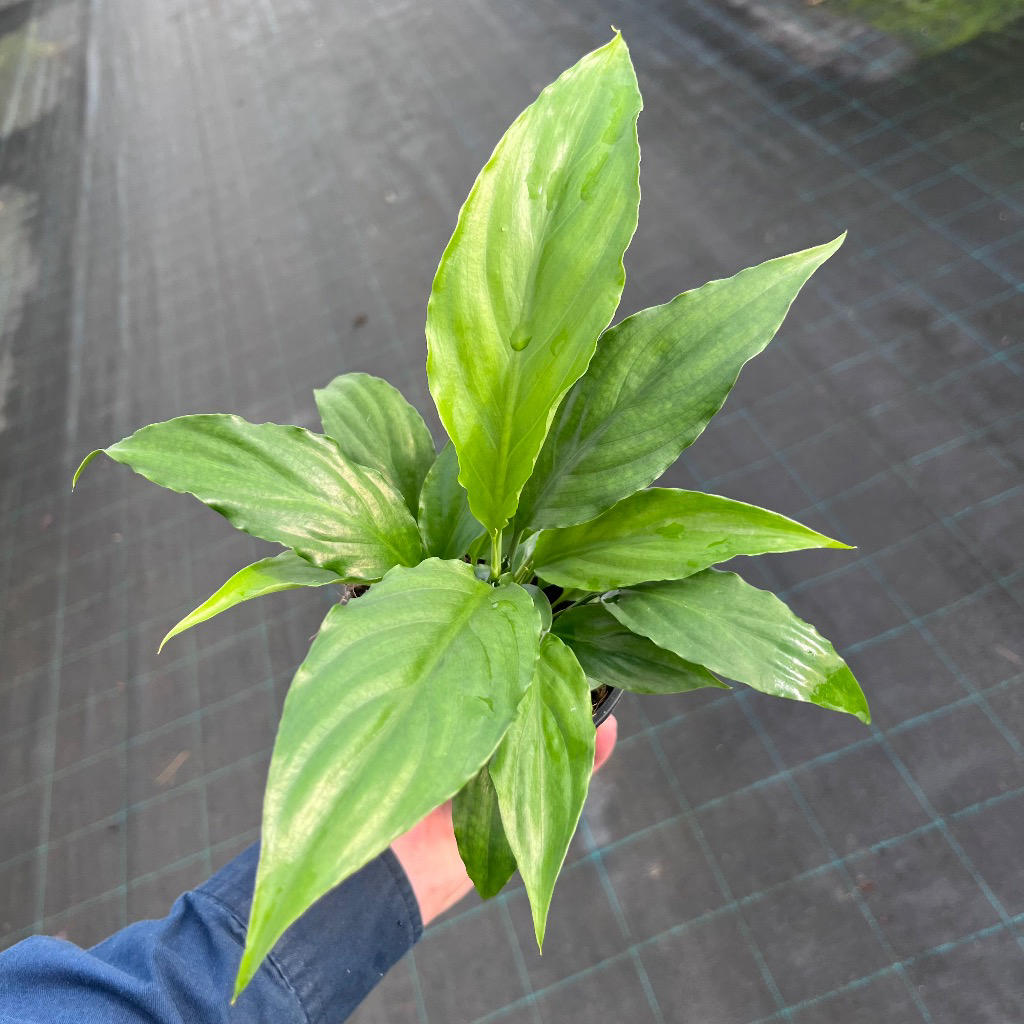 Spathiphyllum ‘Sweet Chico’ (Sweet-Scented Peace Lily)