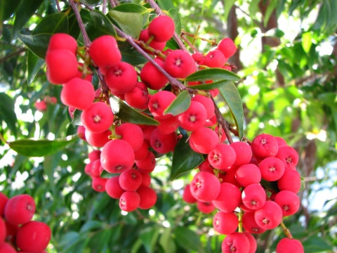 Syzygium luehmannii ‘Paradise Gem’ (Paradise Gem Riberry)