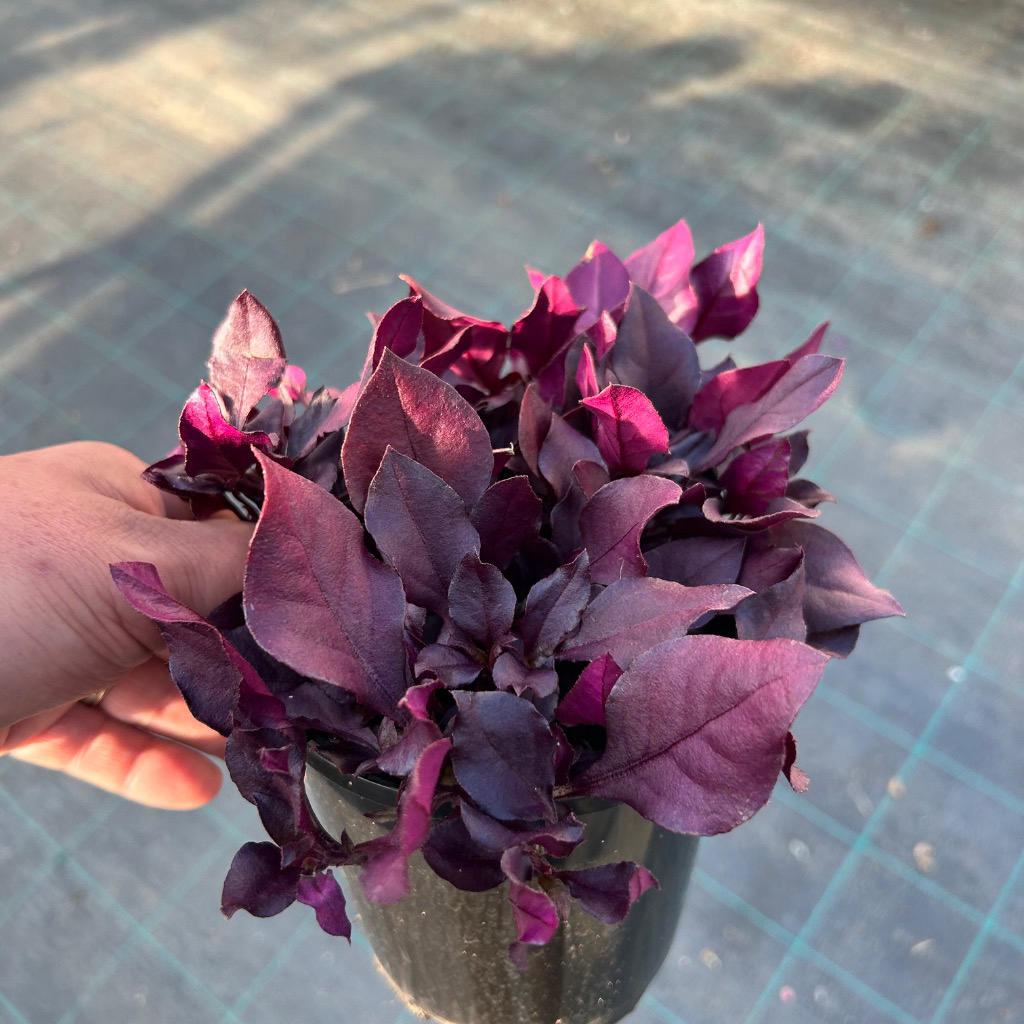 Alternanthera dentata ‘LRU30’ (LITTLE RUBY™)