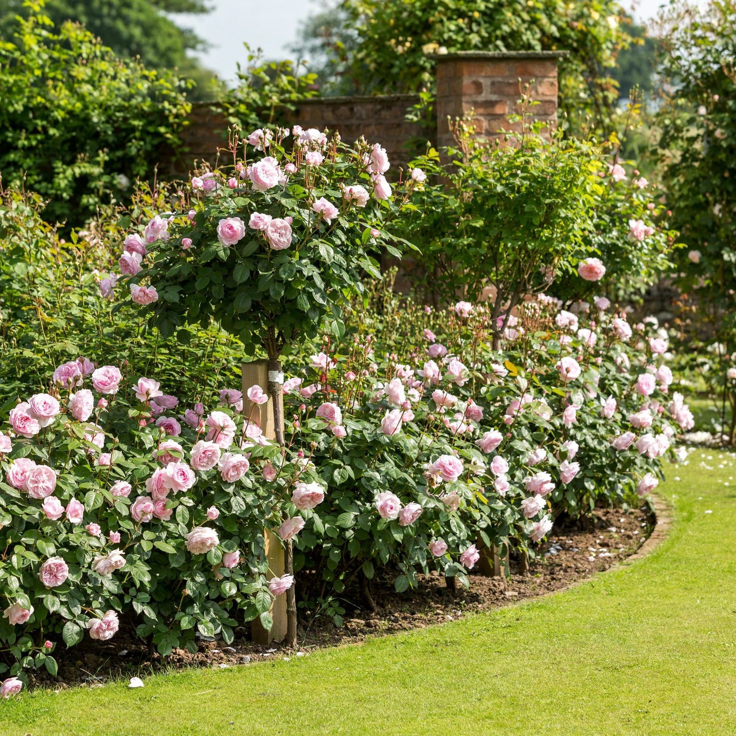 Rosa 'Olivia Rose Austin' (Olivia Rose Austin English Shrub Rose)