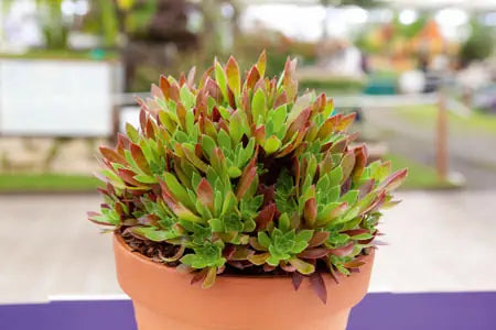 Aeonium ‘Cornish Tribute’