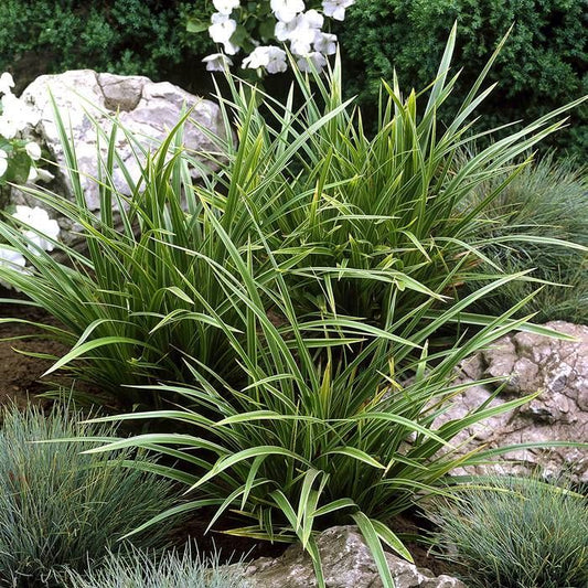 Carex Morrowii ‘Variegata’ (Japanese Sedge)