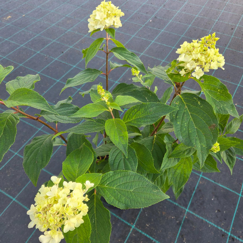 Hydrangea paniculata ‘Graffiti’ (Panicle Hydrangea)