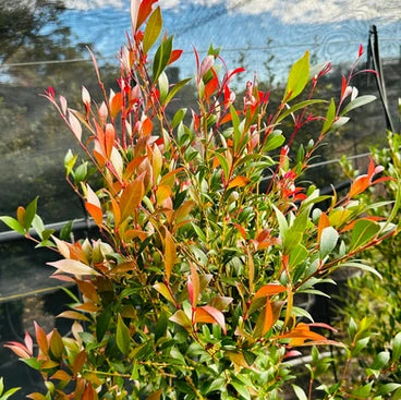Acmena Smithii ‘Minor Cherry Surprise’ (Cherry Surprise)