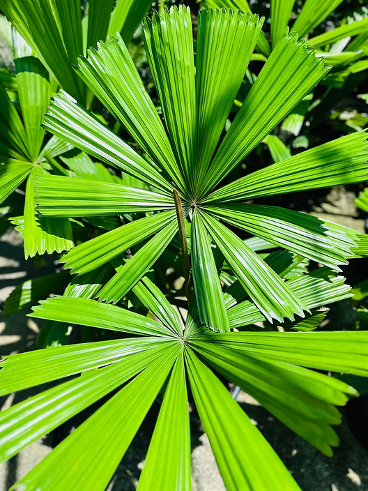 Licuala Ramsayi (Australian Fan Palm)