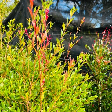 Acmena Smithii ‘Minor Cherry Surprise’ (Cherry Surprise)