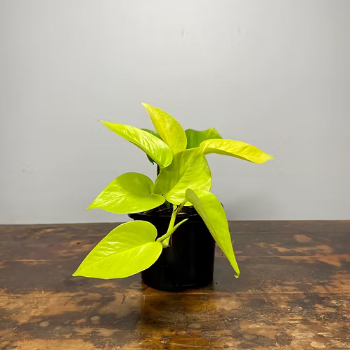 Epipremnum aureum Goldilocks (Golden Pothos)