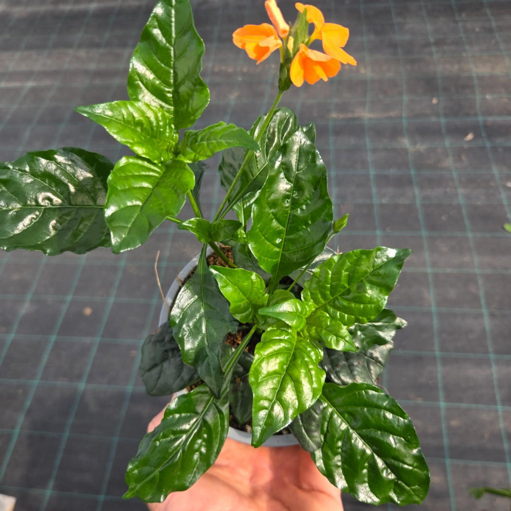 Crossandra infundibuliformis ‘Fireglow’ (Firecracker Flower)