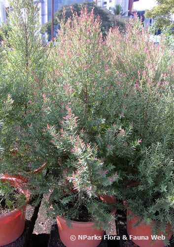 Melaleuca linariifolia ‘Claret Tops’ (Claret Tops Honey Myrtle)