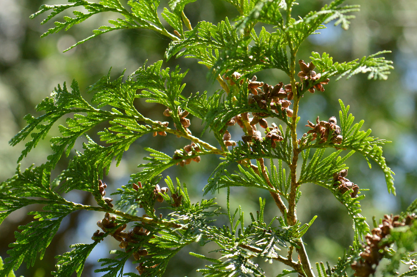 Thuja Plicata ‘Fastigiata’ (Fastigiate Western Red Cedar)