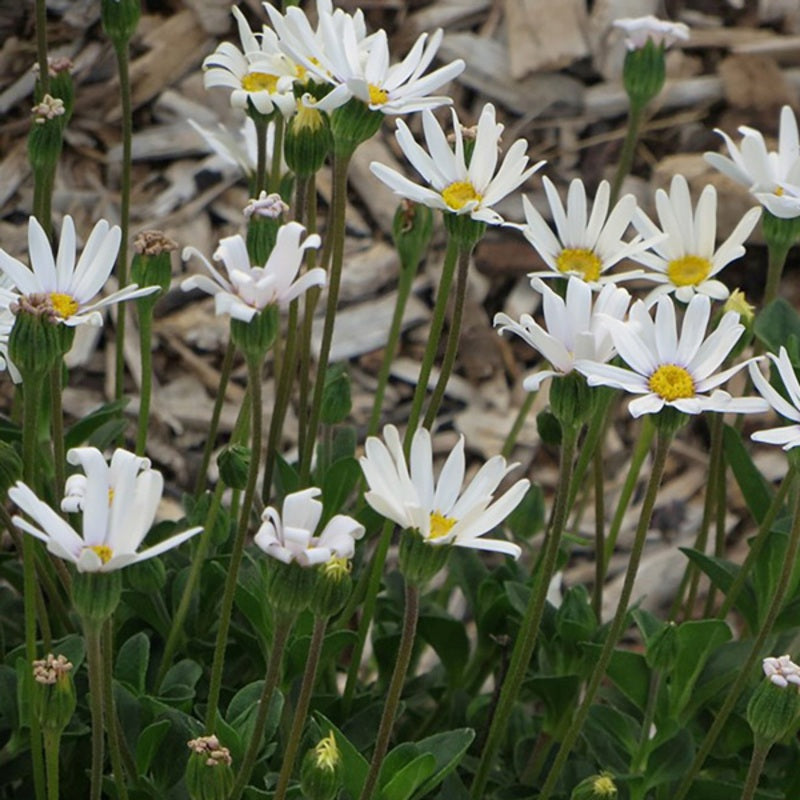 Felicia ‘Bellicia White’ – White Blue Marguerite Daisy