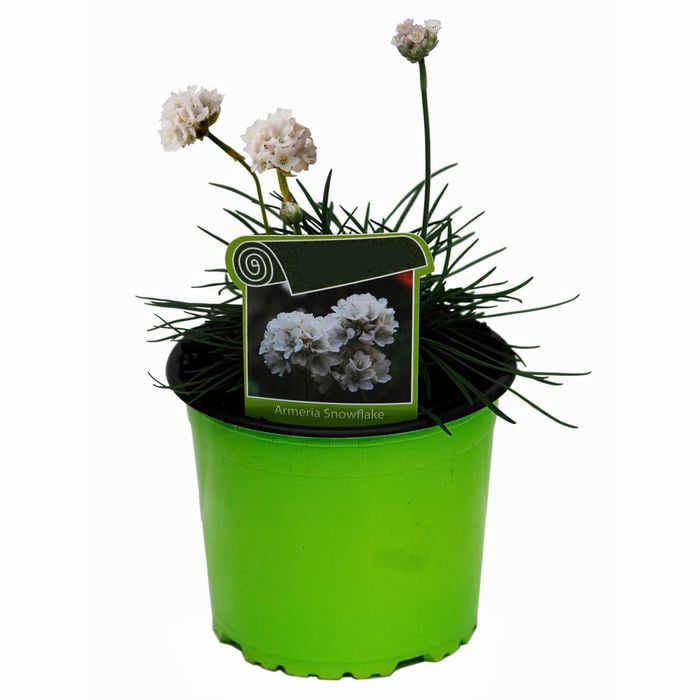 Armeria maritima (Armeria Snowflake)