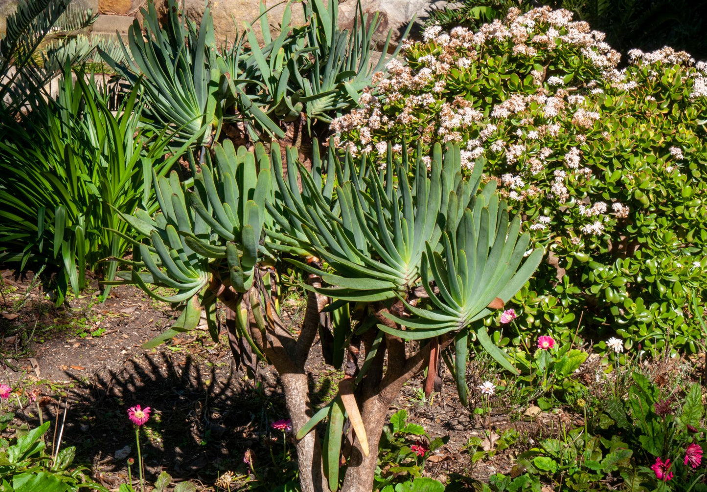 Aloe plicatilis (syn. Kumara plicatilis) (Fan Aloe)