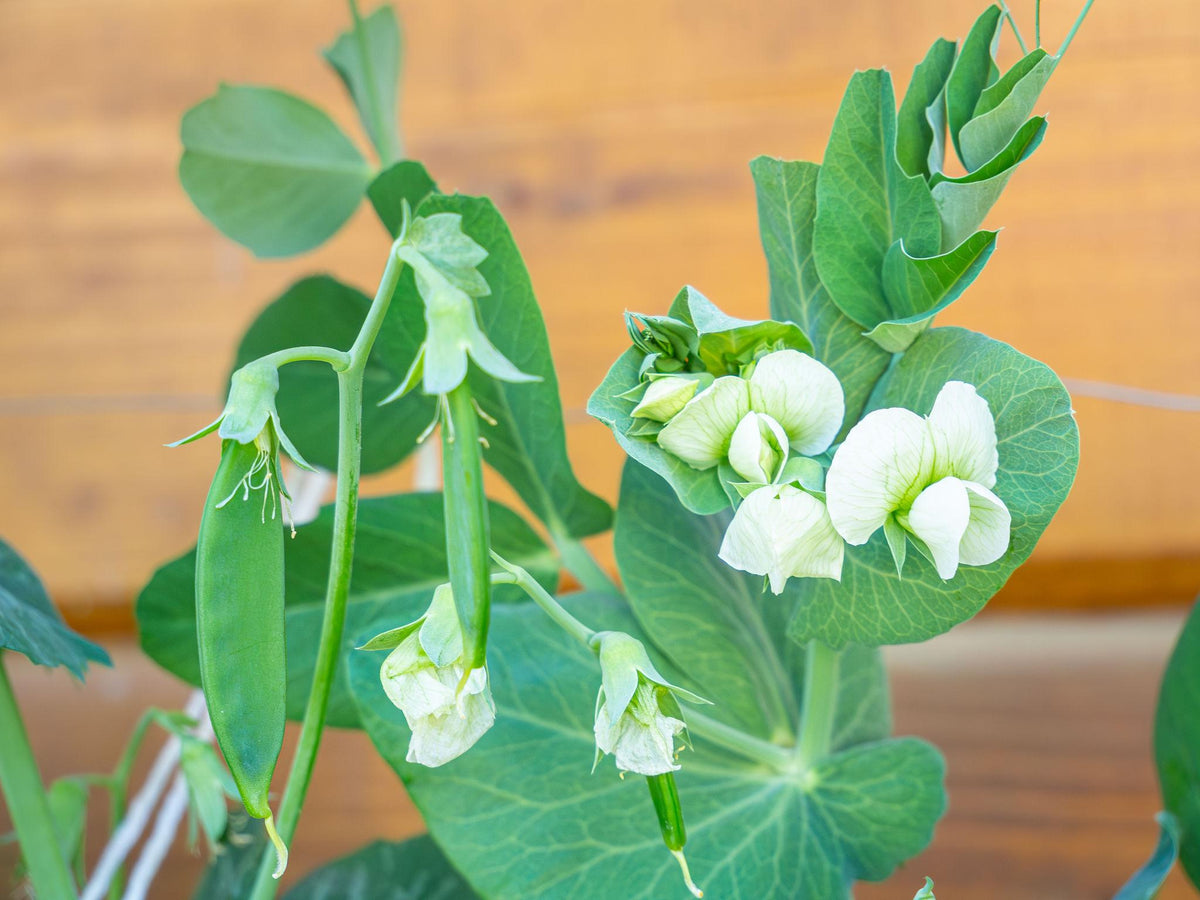 Pisum sativum (Snow Pea Sugar Pod)