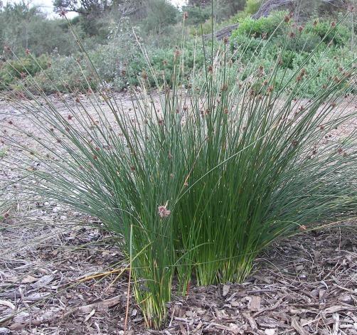 Ficinia Nodosa (Syn. Isolepis) 'Nobby Club Rush'