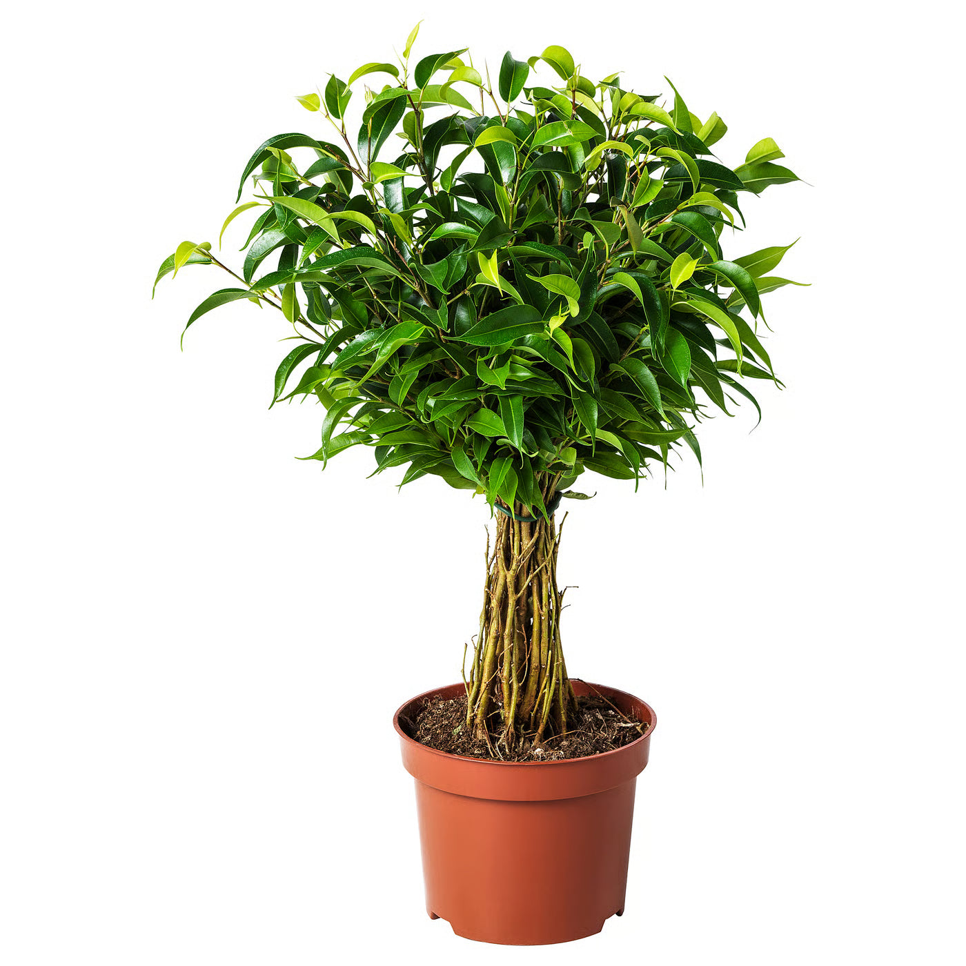 Ficus Benjamina ‘Natasja’ (Natasja Weeping Fig)