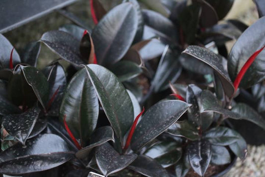 Ficus Elastica Burgundy (Indian Rubber Tree)