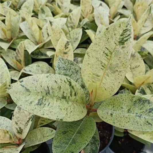 Ficus elastica 'Shivereana' (Shivereana Rubber Plant)