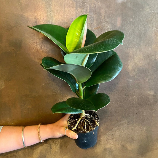 Ficus elastica ‘Sophie’ (Sophia) (Rubber Plant)