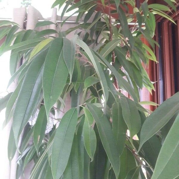 Ficus longifolia ‘Alii’ – Alii Fig
