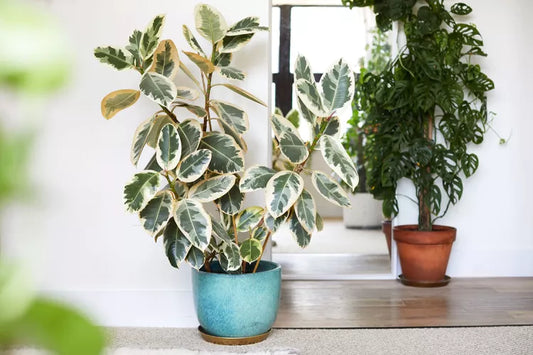 Ficus elastica ‘Tineke’ (Variegated Rubber Plant)