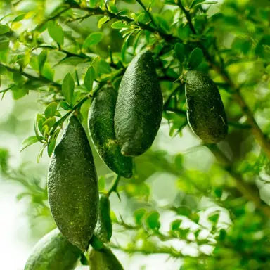 Citrus australasica 'Green Sapphire' (Green Sapphire Finger Lime)