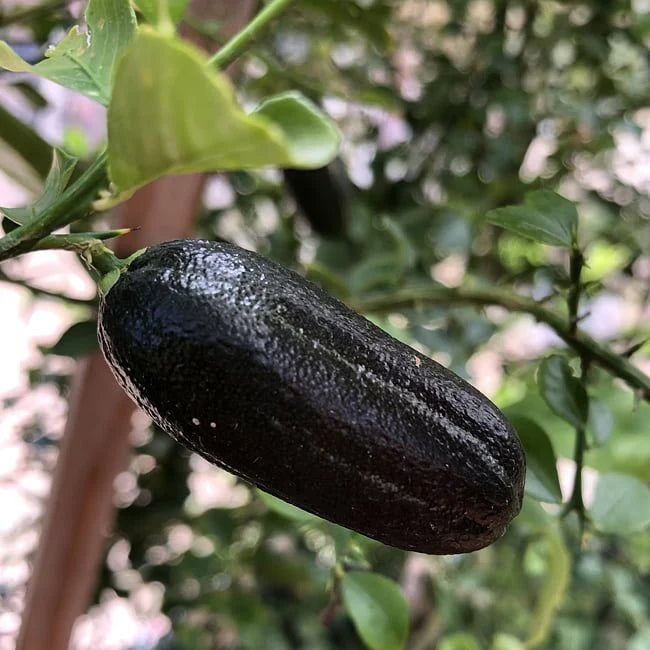 Citrus australasica ‘D Emerald Dwarf’ (Finger Lime)