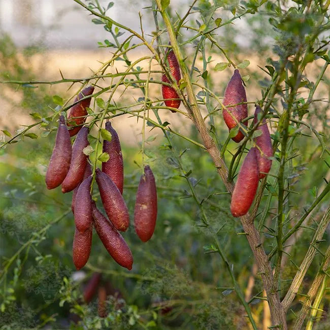 Citrus australasica 'Pink Ice' (Pink Ice Finger Lime)