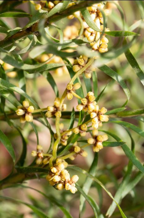 Lomandra Obliqua (Twisted Mat-Rush)